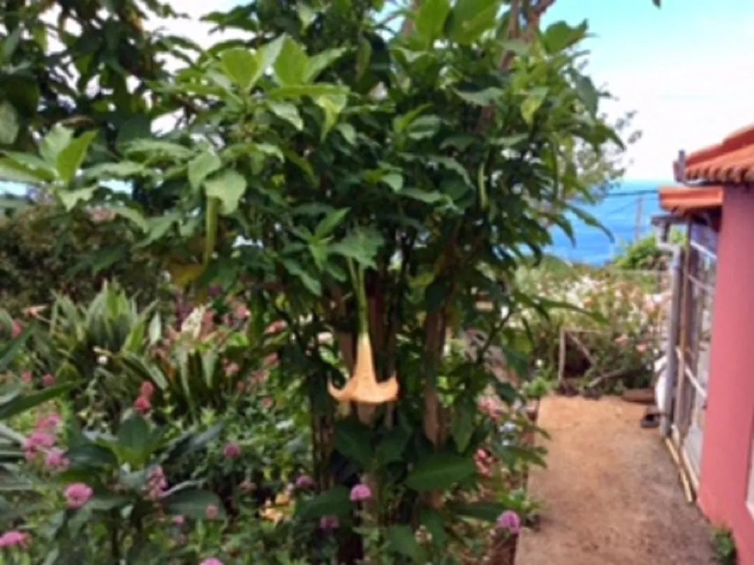 아르코다카헤타 Little Norway In Madeira 빌라 0*,  포르투갈
